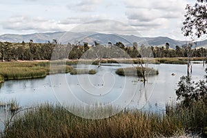 Ducks in Lake with Marsh Grass, Trees and Mountains