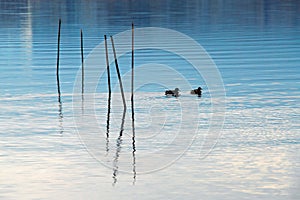 Ducks on the lake at Mount fuji