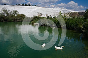 Ducks on a lake near Pamukkale travertines