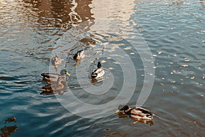 Ducks on the lake in the park. Park in the fall. Autumn trees. Wild ducks are reflected in the lake. Multi-colored bird