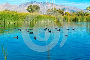 Ducks on a lake or pond with blue reflective water surface and native grasses and trees in background with mountains