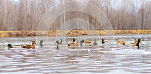 Ducks on the lake or pond