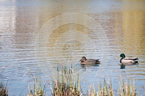 Ducks on the lake