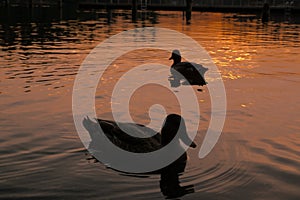 Ducks on Lake at Sunset