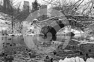 Ducks on lake under Gapstow bridge with snow in black and white color