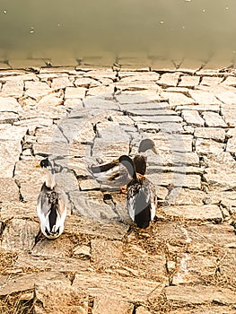 Ducks, lake, water, stones, birds, life