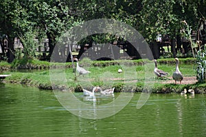 Ducks in the lake photo