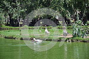 Ducks in the lake photo