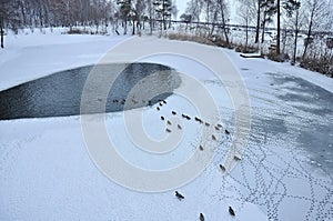 Ducks on the lake