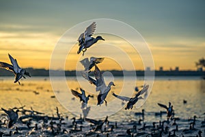 Ducks Landing at Sunset photo