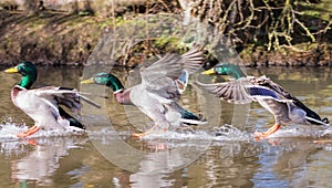 Ducks landing on water in sequence. Frozen motion.