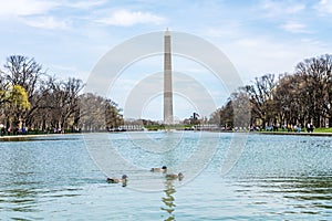 Ducks in the Lincoln Reflecting Pool