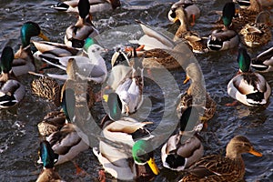 Ducks and little gulls eating in winter on river