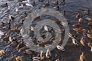 Ducks and little gulls eating in winter on river