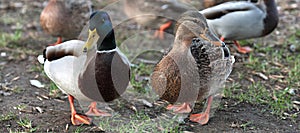 Ducks in love. Mallard Duck and Female