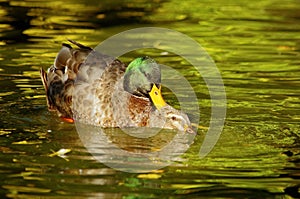 Wild ducks on the water