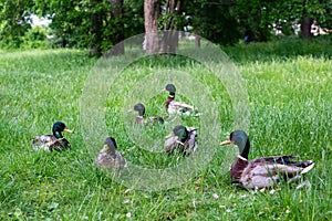 Ducks males in grass park