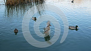 Ducks Mallard floating on river