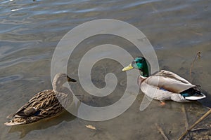 Ducks mallards female with brown plumage and male drake with green and gray plumage swim from lake shore on calm blue water