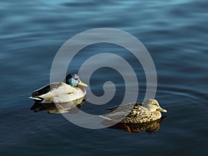 Ducks mallards resting in calm water