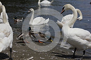 Ducks, Mallards and swans 8436