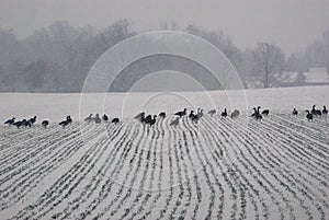 Ducks marching in a line across a snow covered field on a snowy winter day