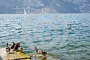 Ducks on the marina of the town of Malcesine on lake Garda, Italy
