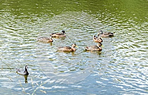 Ducks and marsh hens in nature