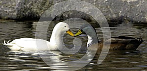 Ducks mating rituals in St Johns