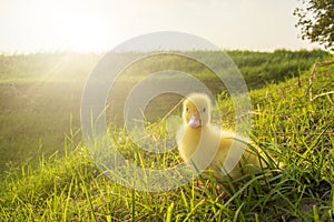 ducks in the middle of a field with grass background