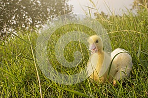 ducks in the middle of a field with grass background