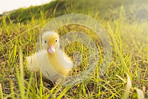 ducks in the middle of a field with a grass background