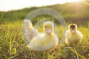 ducks in the middle of a field with a grass background