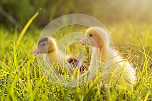 Ducks in the middle of grass with rice fields in the background