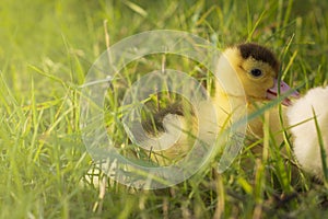 ducks in the middle of grass with rice fields in the rice field background