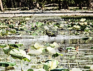 Ducks in the middle of Kakadu`s wetland