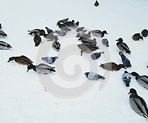 Ducks mixed with pigeons peck food