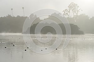 Ducks and moorhens in the mist.