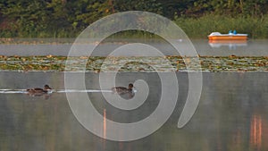 Ducks on the lake during sunrise
