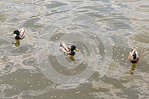 Ducks in the murky water of the lake