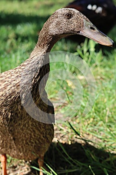 Ducks near pond in Devinska Nova Ves