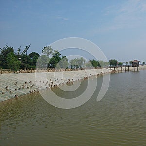 Ducks near the Poyang lake