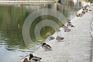 Ducks nearly the lake in the park