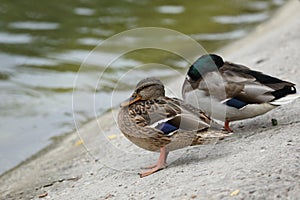 Ducks nearly the lake in the park