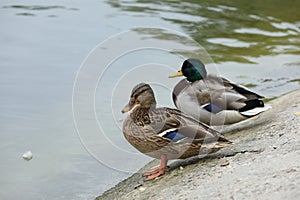 Ducks nearly the lake in the park