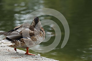 Ducks nearly the lake in the park