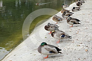 Ducks nearly the lake in the park