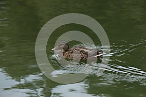 Ducks nearly the lake in the park