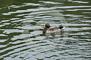 Ducks nearly the lake in the park