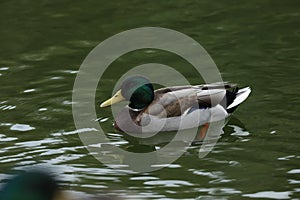 Ducks nearly the lake in the park